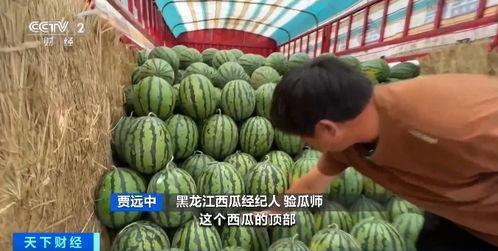 吃瓜不知瓜之香,探寻美食背后的文化韵味