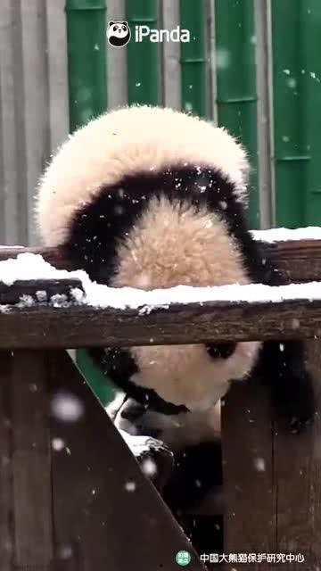 吃瓜小熊舅舅,揭秘娱乐圈背后的那些事儿