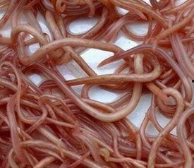 我说你心里的蛔虫 吃瓜,揭秘“你心里的蛔虫”与“吃瓜”背后的心理奥秘