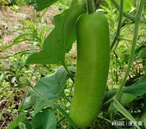 瓠子瓜怎么没人吃,为何鲜为人知的美食佳品