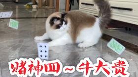 吃瓜群众猫屋,揭秘猫咪生活的秘密乐园