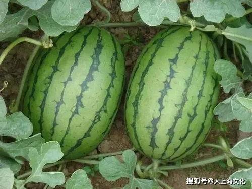 情侣爬窗吃瓜,情侣爬窗偷吃瓜，浪漫举动引网友热议