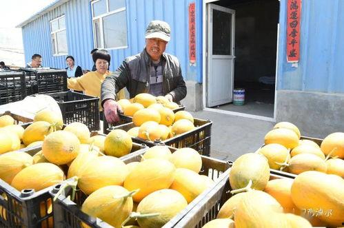 主播都在吃的瓜是什么瓜,究竟是什么瓜引发全网热议？