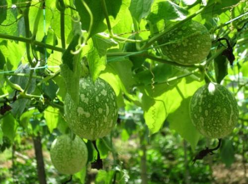 寿光吊瓜怎么吃,解锁美味新体验