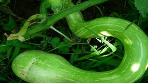 吃蛇瓜吃一周,探寻独特美食之旅