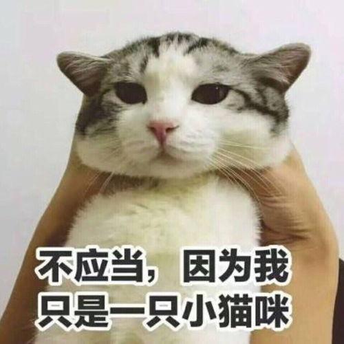 小猫和主人吃瓜表情,表情包萌态十足