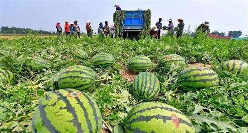 河北姐弟门吃瓜,揭秘背后真相与争议