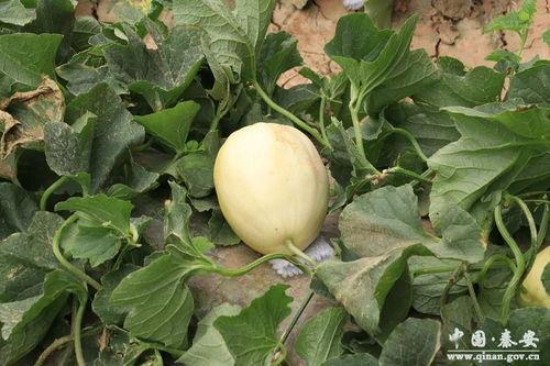 秦安吃瓜新闻,揭秘网络热议背后的真相与笑料