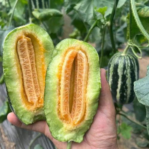 洋瓜哪个季节吃,清凉解暑的时令美味