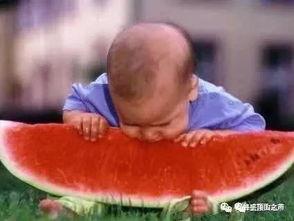 吃瓜的鹰,揭秘娱乐圈幕后真相