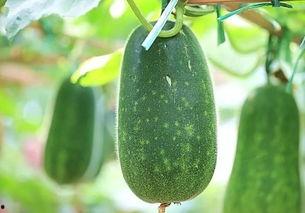 请你吃一个好的瓜