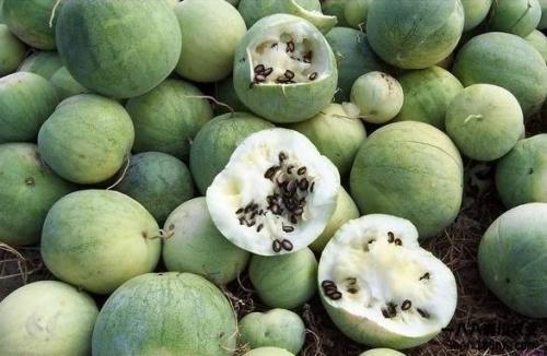 意大利华人吃瓜视频,揭秘海外华人生活点滴