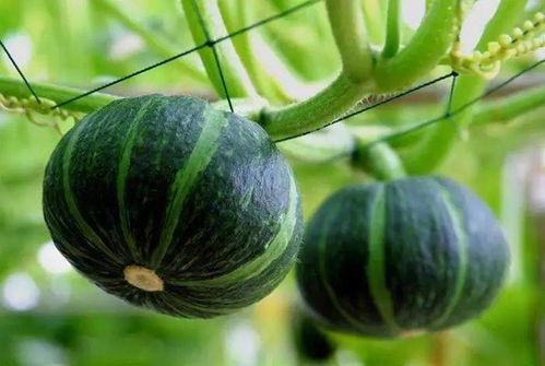 梦见从娘家摘葫芦瓜吃瓜,娘家摘瓜食甘露，揭秘葫芦瓜的神秘寓意