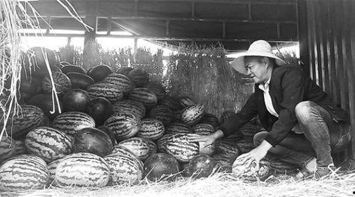 洋县吃瓜群众事件始末,一场网络舆论的风波与反思