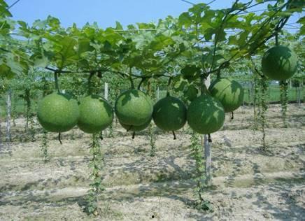 瓜蒌瓜可吃吗,可食用还是观赏佳品？揭秘其食用价值与观赏魅力