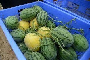 吃瓜群程女士,揭秘娱乐圈幕后故事