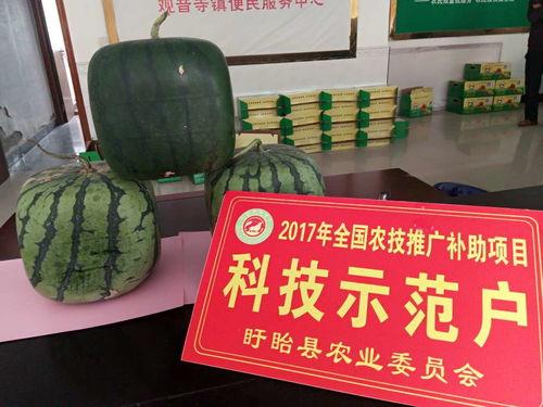 佛儿吃瓜,揭秘娱乐圈的神秘面纱