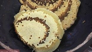 吃瓜的黑色虫子,黑色虫子“吃瓜”之谜