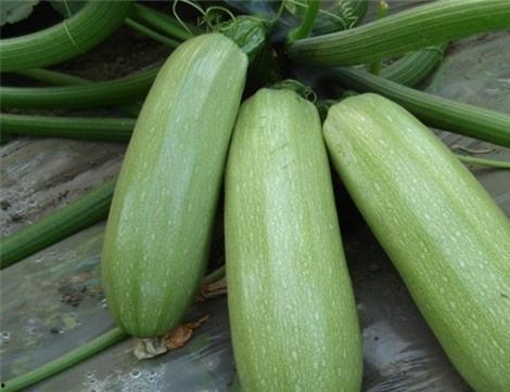 吃瓜有好处没有,揭秘日常饮食中的健康秘密