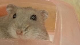 仓鼠吃不吃麻瓜草莓,揭秘仓鼠的饮食偏好