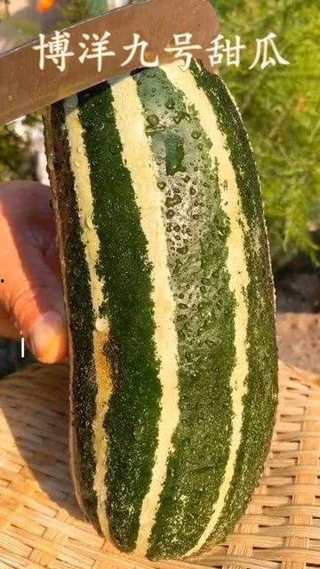 毛孩可以吃熟瓜吗,熟瓜的适宜与禁忌