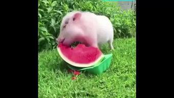 小猪可以吃瓜吗,探索瓜类食材的食用奥秘