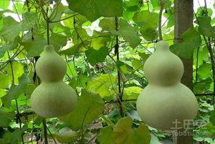 葫芦瓜吃有什么好处,养生佳品，健康生活必备