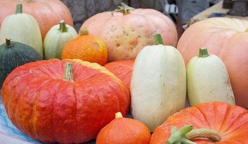 吃瓜网站笋瓜破解,吃瓜网站背后的秘密大公开