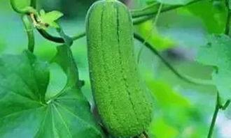 反向吃瓜的好处,解锁不一样的娱乐视角