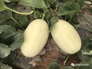 瓜弟吃瓜,揭秘娱乐圈那些不为人知的幕后故事