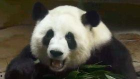 囡囡吃瓜动画,揭秘娱乐圈幕后故事