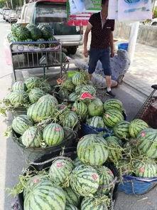 西青中北吃瓜事件视频,一场网络热议的真相揭秘