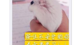 老鼠吃瓜 图片大全,趣味横生的老鼠吃瓜瞬间