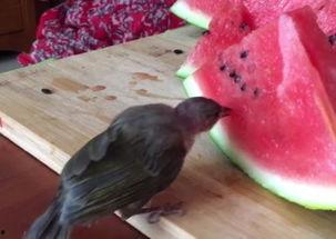 地里有小鸟吃瓜,小鸟共享丰收盛宴