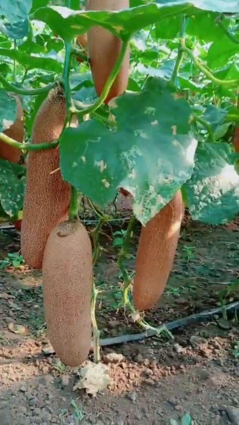 附子瓜老了可以吃吗,附子瓜成熟后的食用价值与注意事项