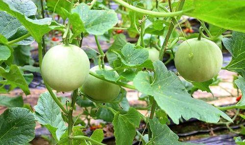 陕西吃瓜事件2018,一场网络舆论的风暴与反思