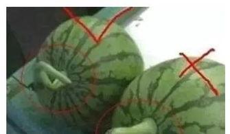 吃瓜就说不能吃瓜,揭秘为何不能吃瓜？”