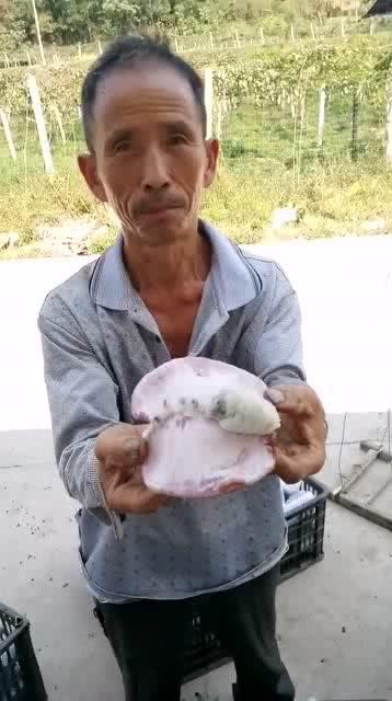 松江大叔吃瓜,一场别开生面的吃瓜盛宴