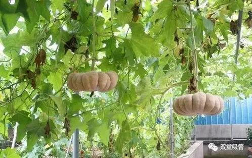 药草园吃瓜,一场味蕾与自然的邂逅