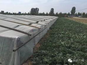 郑州中牟吃瓜事件