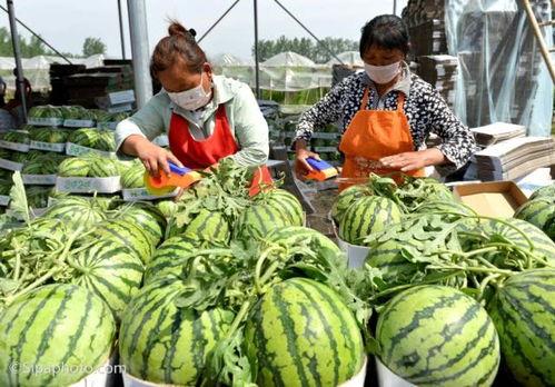 广西吃瓜行健,探寻地方美食与健康生活的完美融合