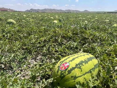 宁夏吃瓜,品味独特美食之旅