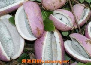 恩施学院吃瓜,揭秘校园风云录