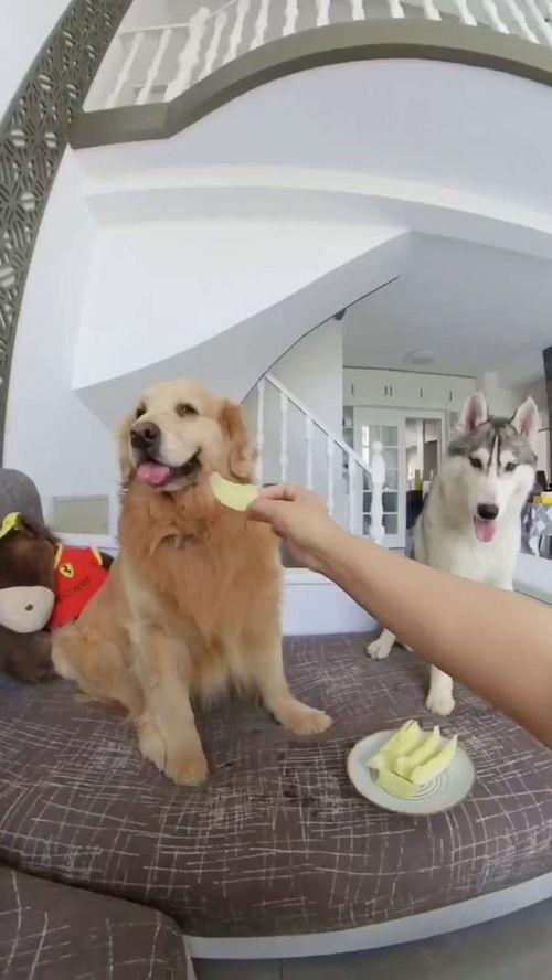 吃瓜狗子和我在线,一场奇妙的线上互动之旅