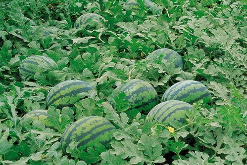 蔡娜吃瓜群,揭秘娱乐圈幕后故事