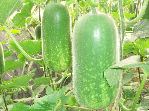 3x3吃瓜,揭秘娱乐圈的瓜田秘事