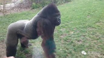 中国女孩猩猩吃瓜,揭秘网络红人吃瓜背后的故事