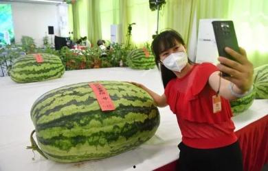 在线吃瓜起点,揭秘“在线吃瓜”背后的娱乐江湖