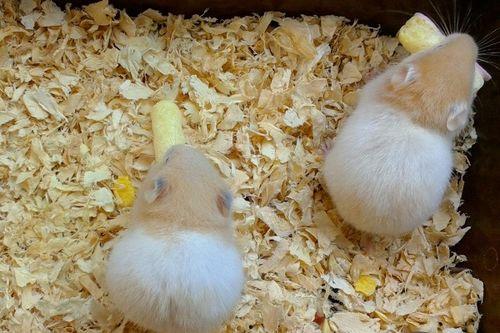 仓鼠干吃茄瓜吗,探究仓鼠是否适合食用茄瓜