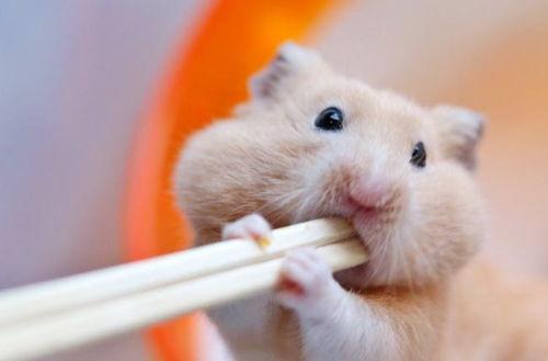 仓鼠吃瓜行吗,揭秘小宠物的饮食新选择